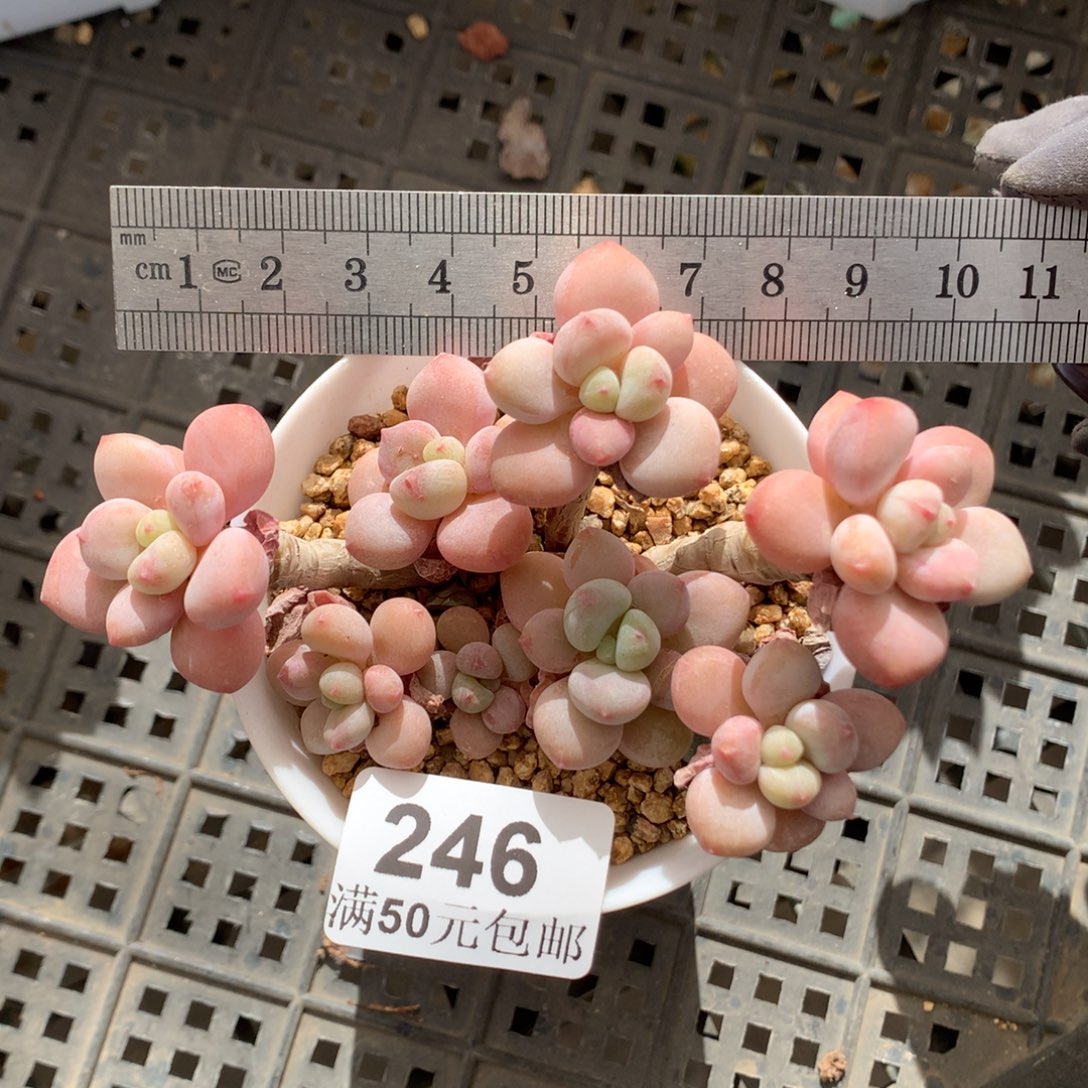 246。老桩洛神自然群。