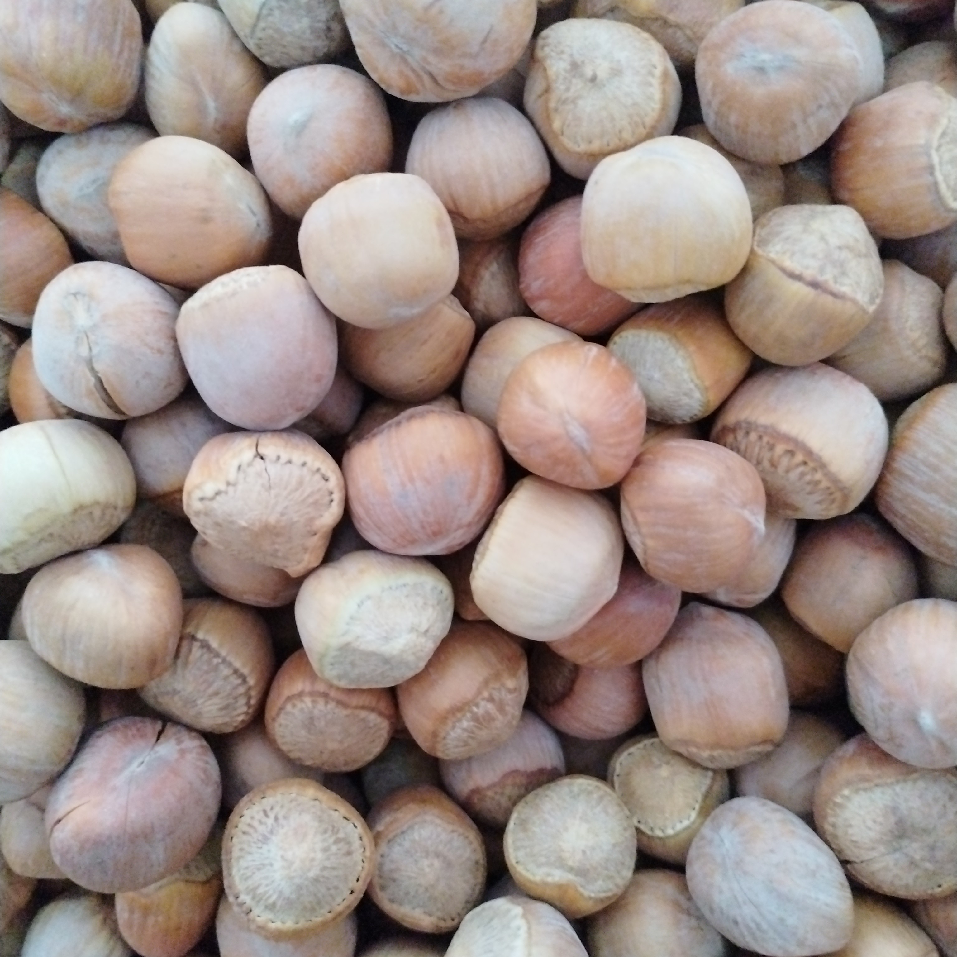 （套餐1）大粒围场野生生榛子