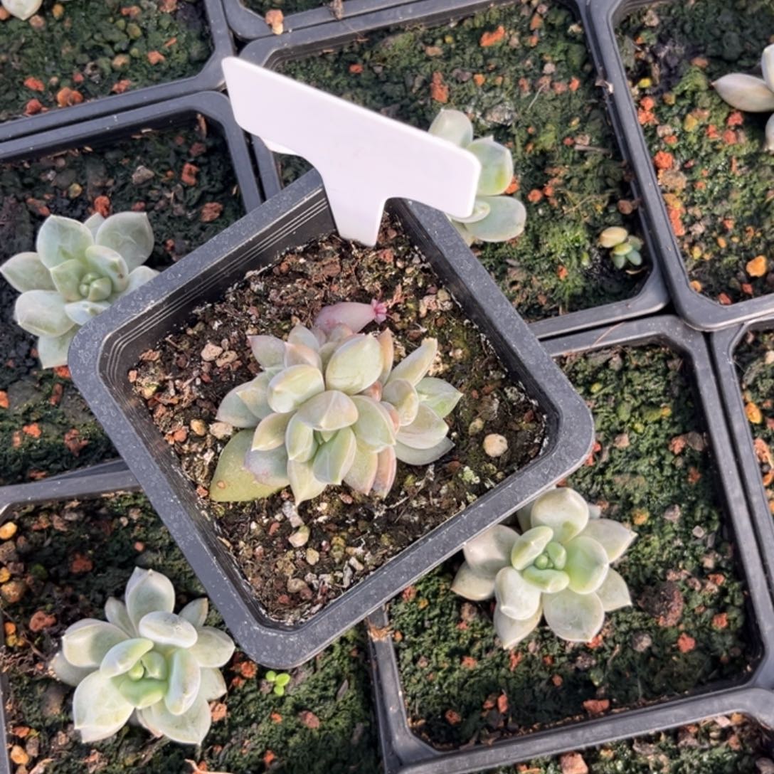 d***q邀月多肉植物95小苗