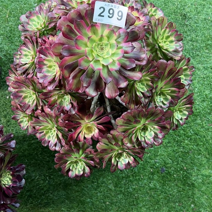 299舞天姬多肉植物