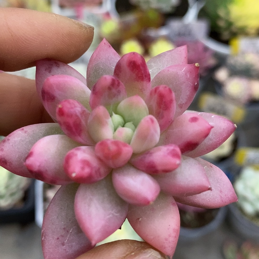 637虞美人哈哈哈哈哈哈