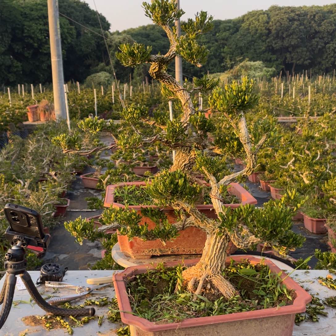 无花朵23345566745567