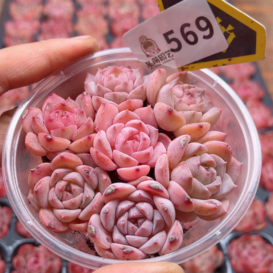 多肉植物多肉植物