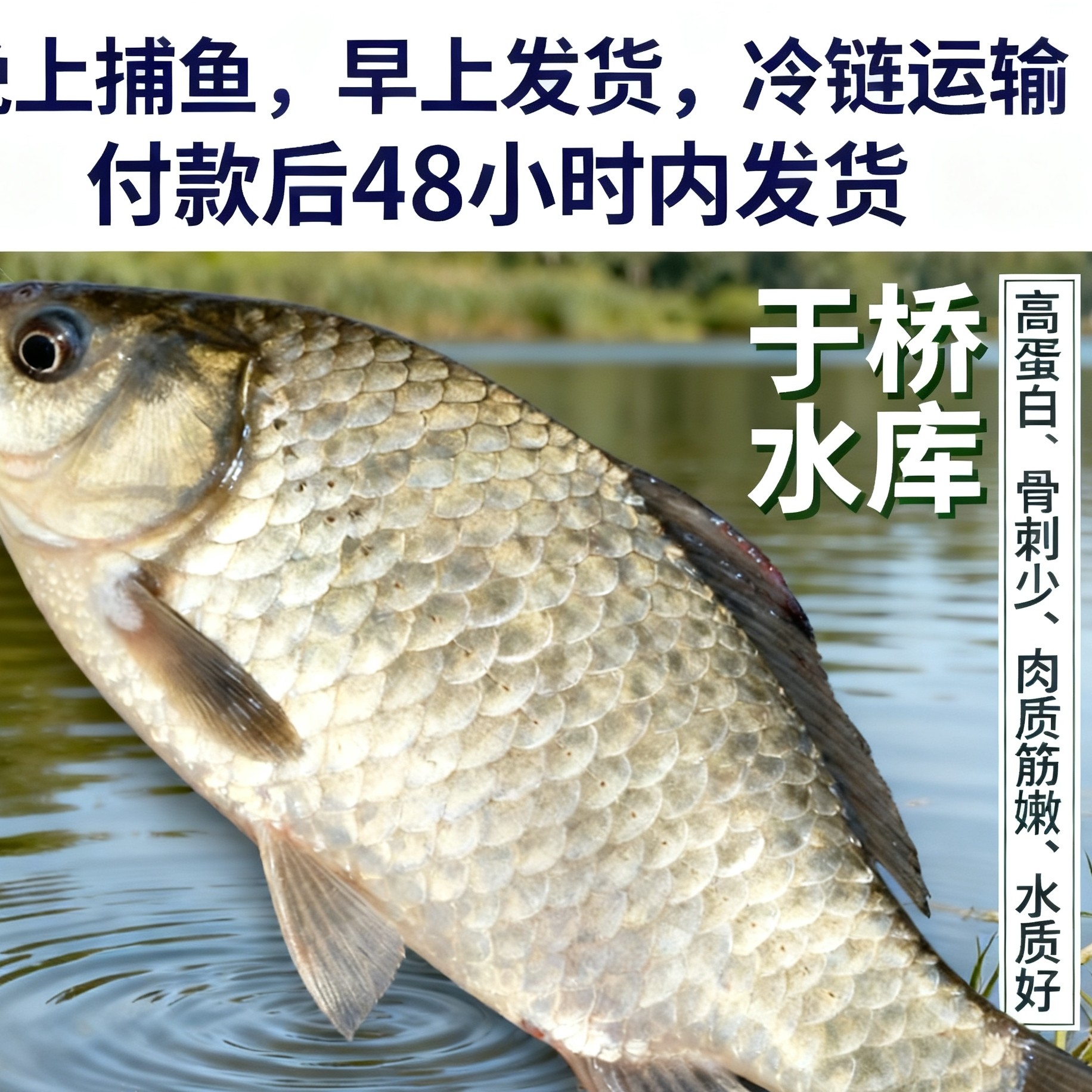 于桥水库野生小鲫鱼发7斤京津冀京东包邮