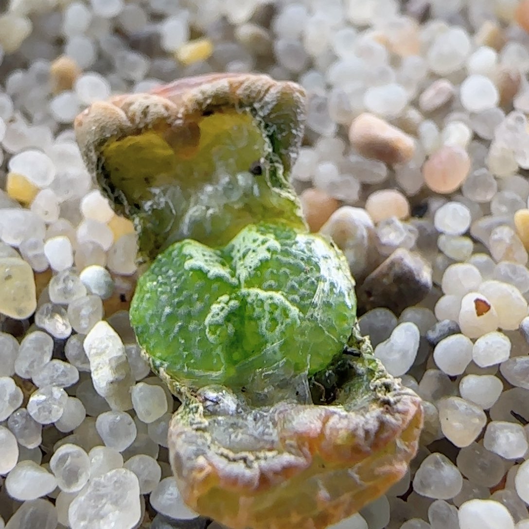 2.25.86/超蝶勋章/ 尺寸小