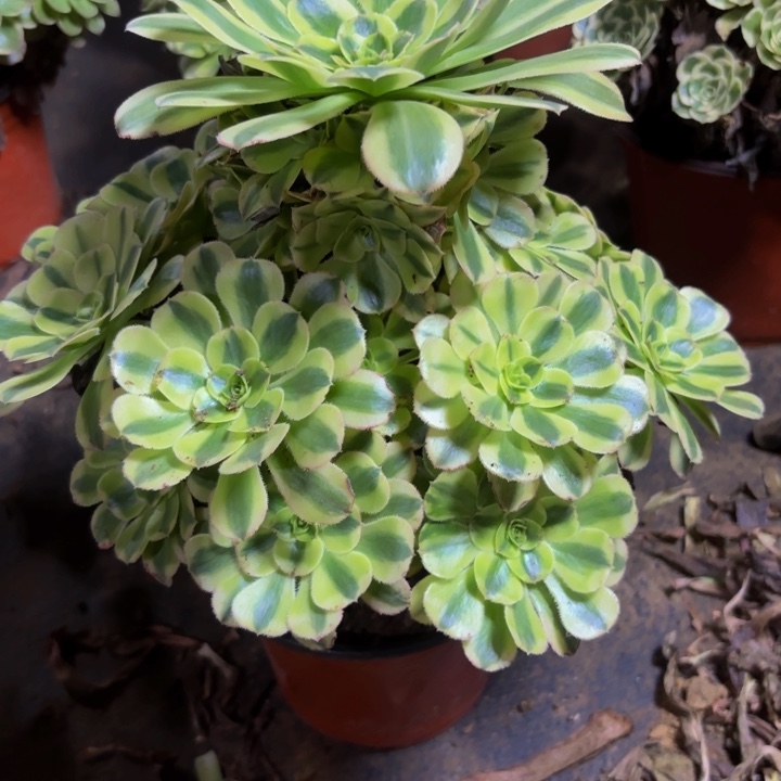 瑞妈多肉园艺362。保时捷