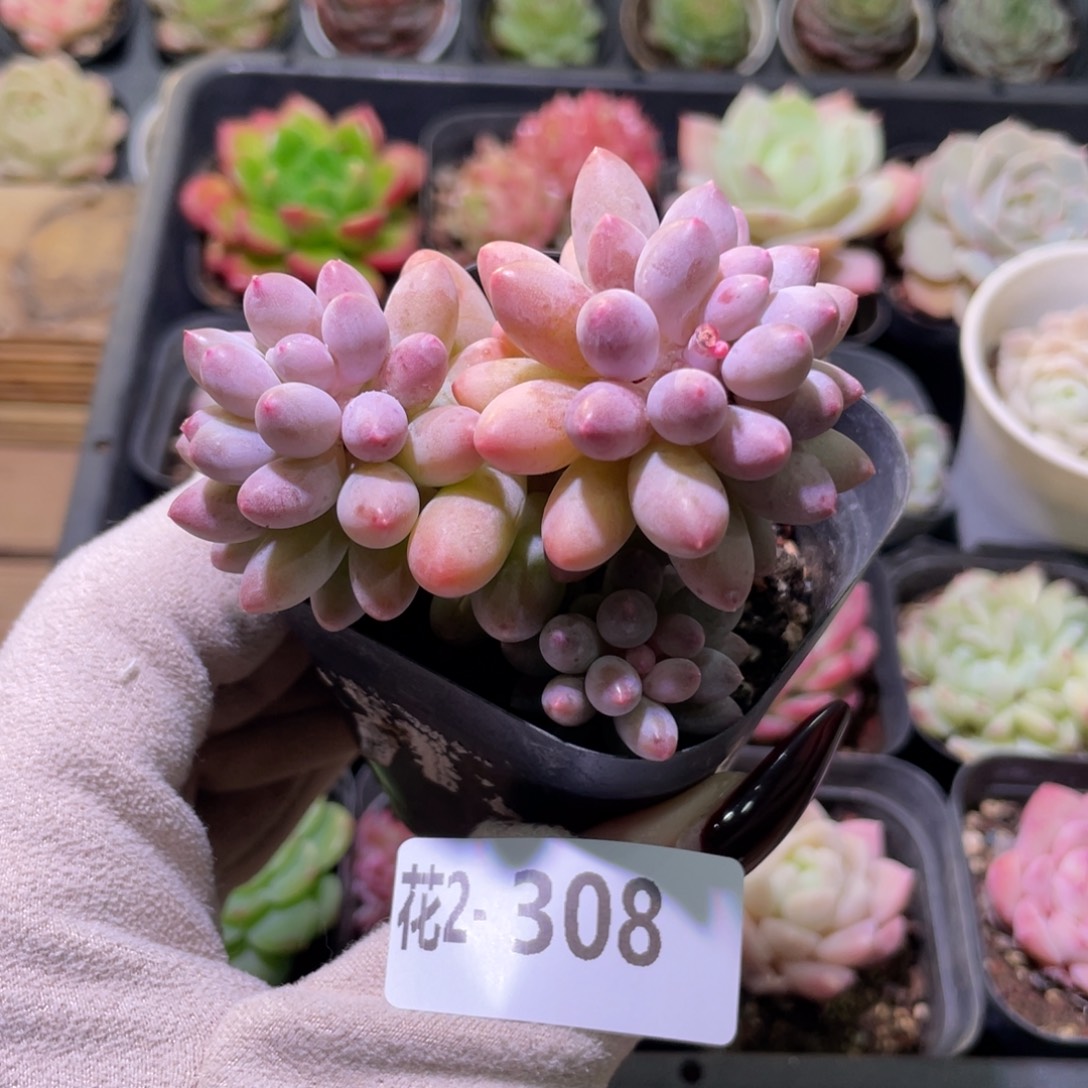 花利美2-308婴儿手指