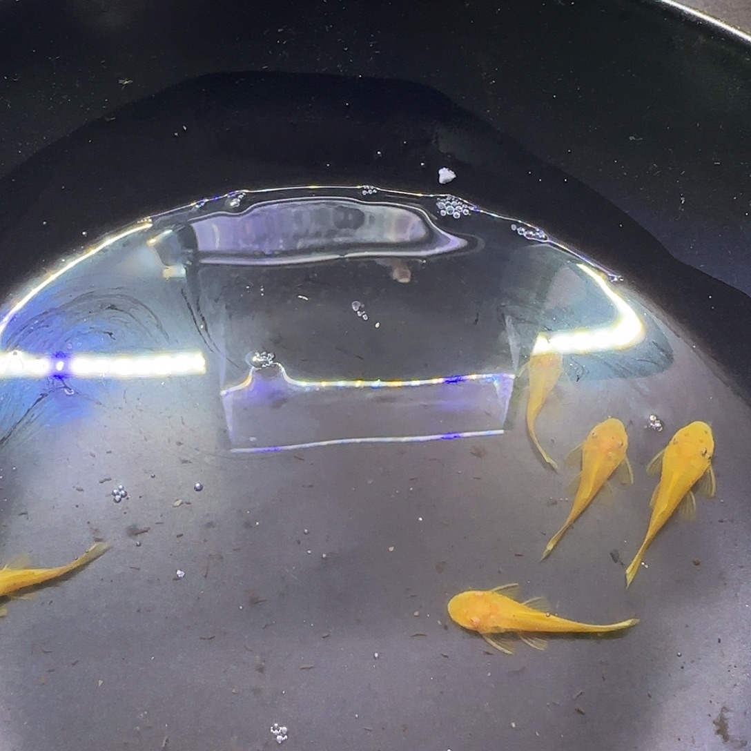 孔雀鱼黄金胡子六条