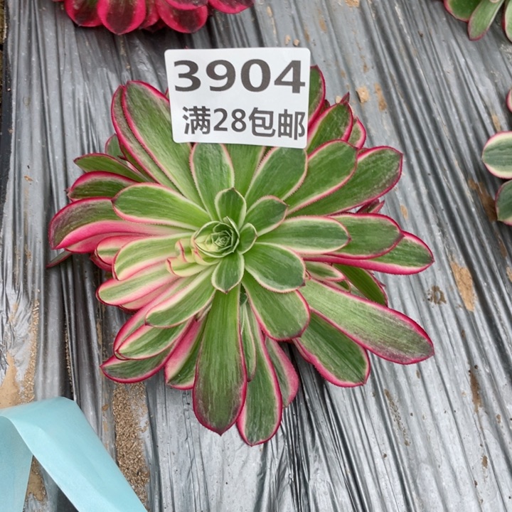 3904一号棚孔雀翎多肉植物I