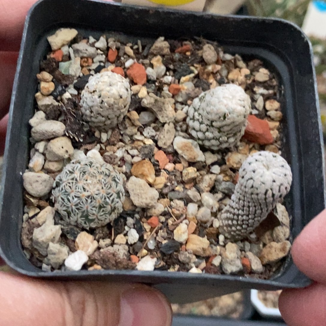 混合球一盒打包66800