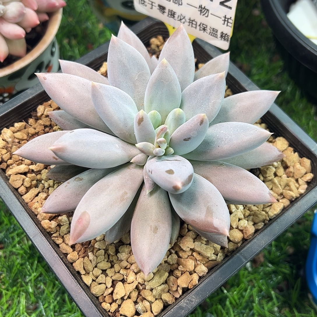 1118312 焦糖体哥特单头