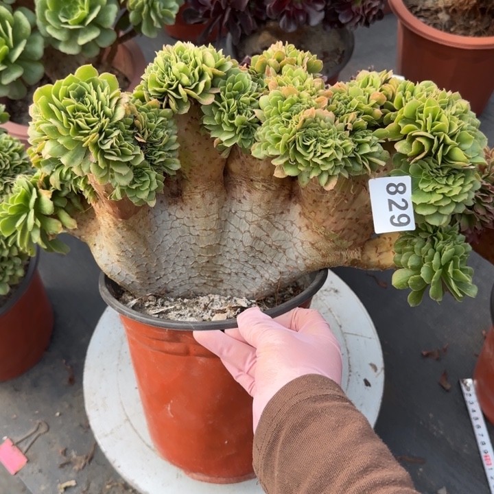 夏***天多肉植物绿羊绒缀829