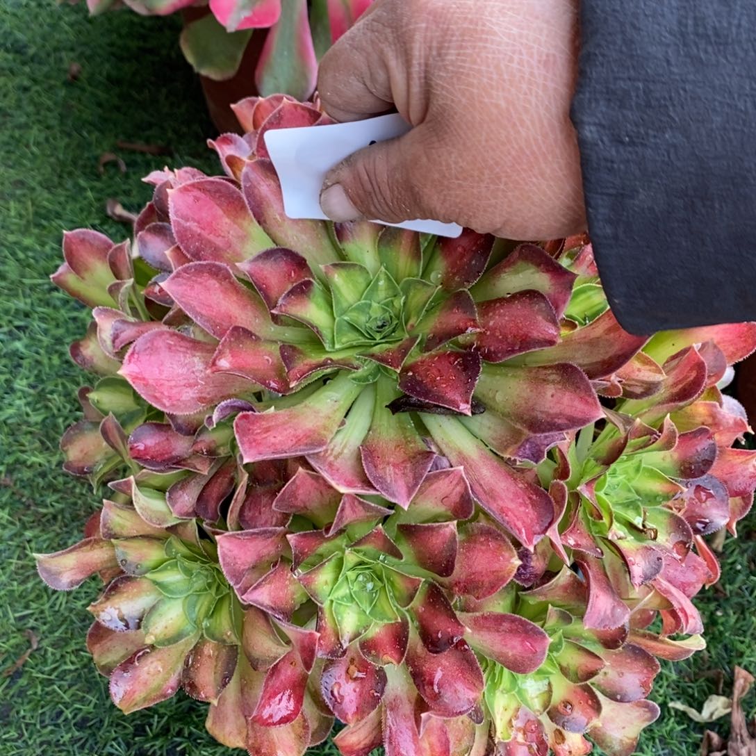 不开花植物6号韶华缀化多肉多肉