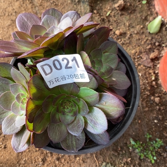 021花月夜多肉植物