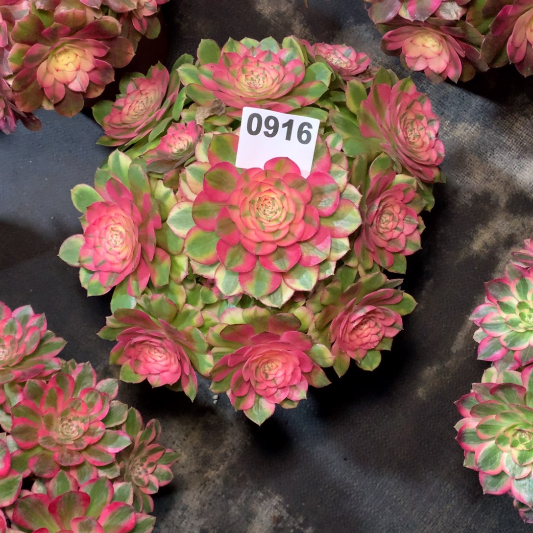 㜂***孞荔枝916法师多肉植物1280000000