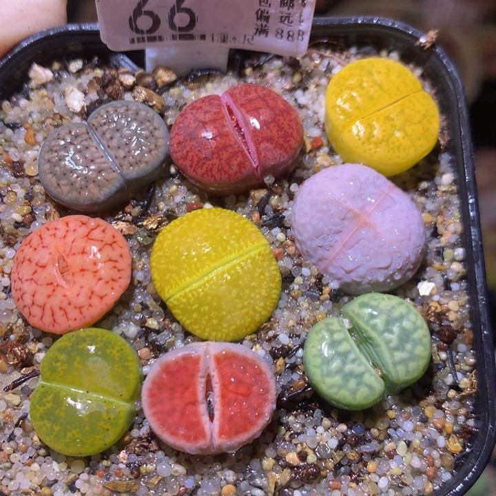 精品生石花231.66