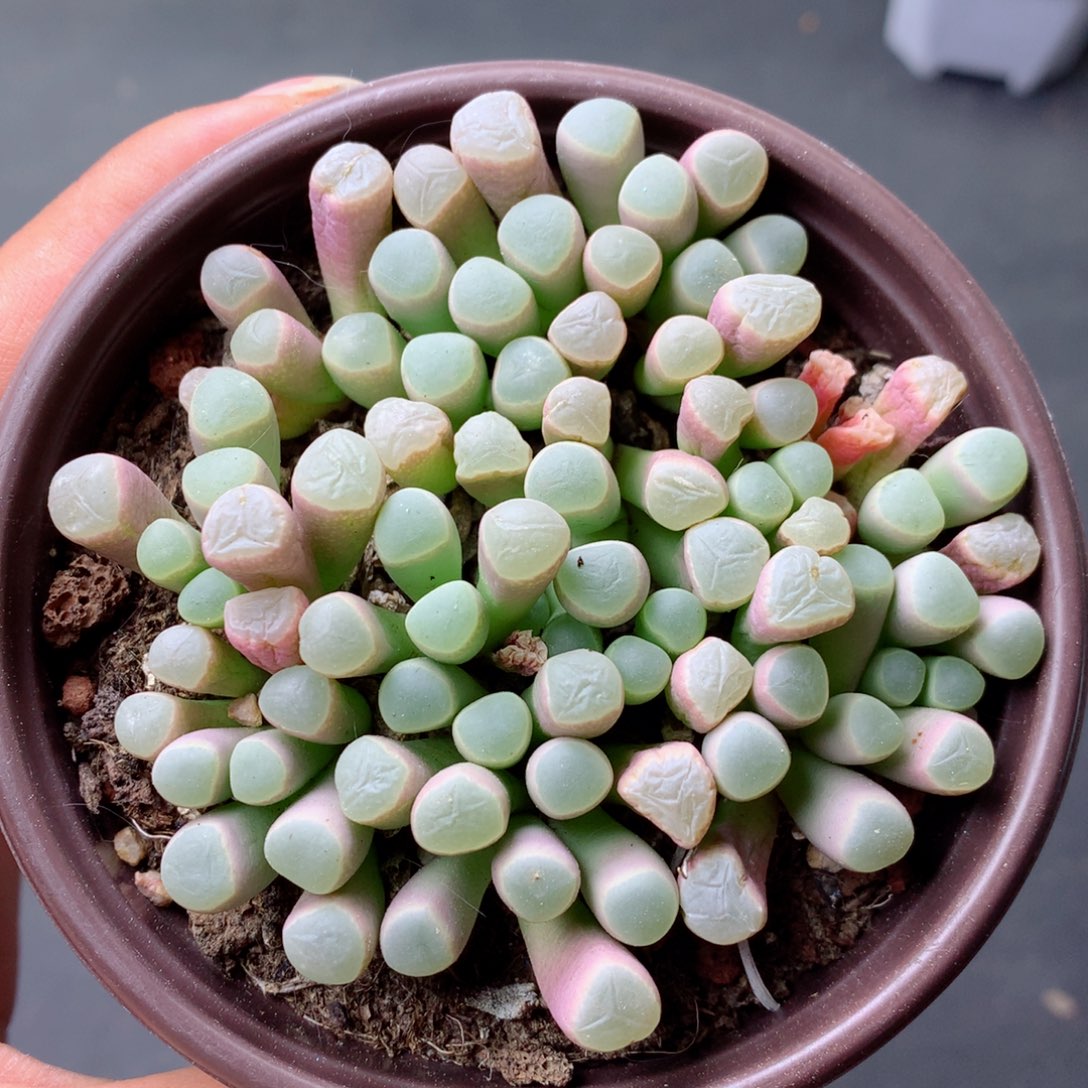 58包邮  群生不包整 15