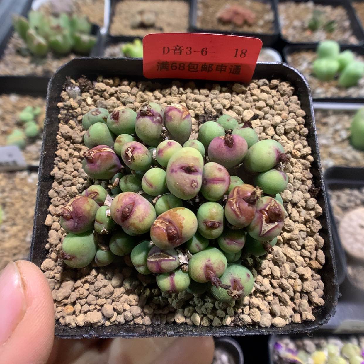 【闪购商品】3-6-18 小V嘴一群特 80