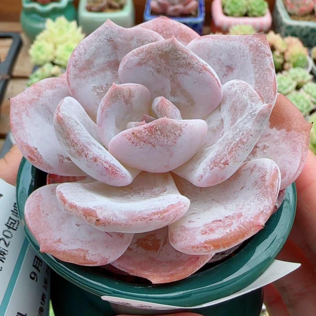 花语逸镜0915-22奶茶带盆土