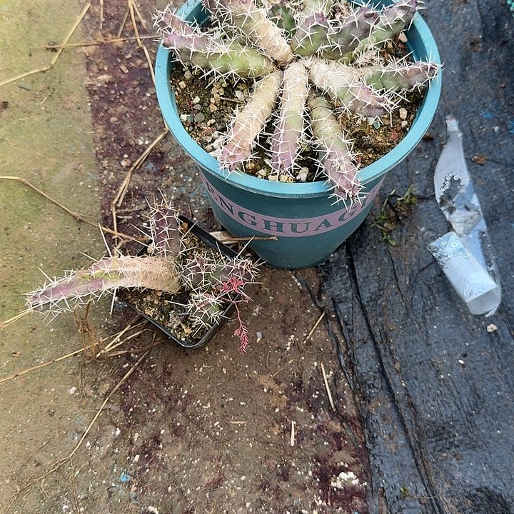 梅花角带盆发货啦啦
