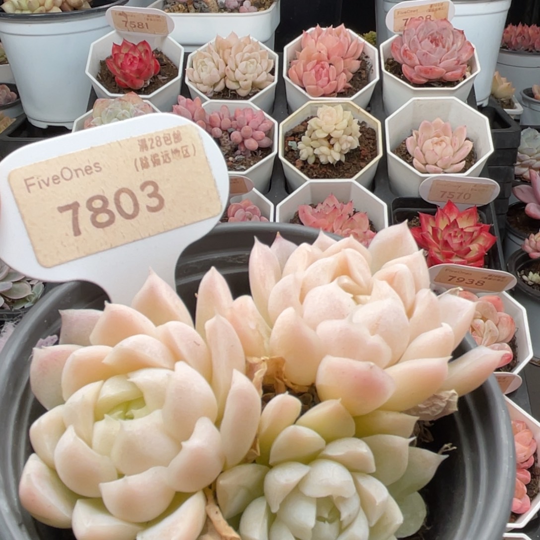 白月影7803-8.0厘米