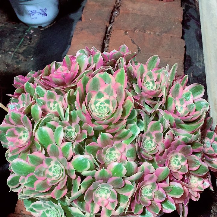 粉女郎，多肉植物