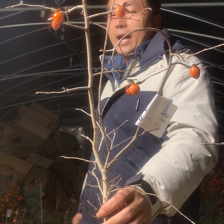 古***瓷无花朵我们的目标