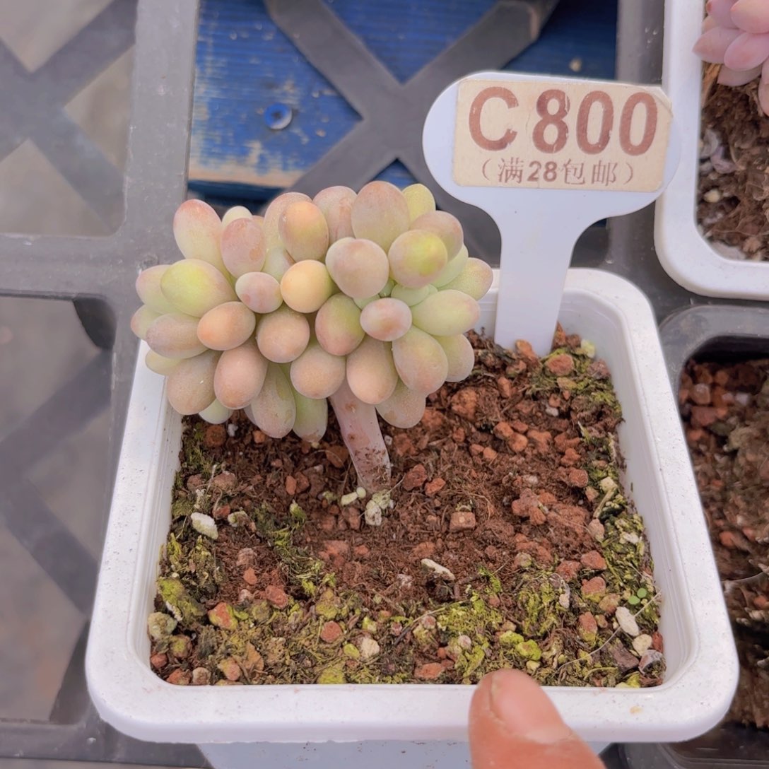 C800桃花奶缀一物语拍