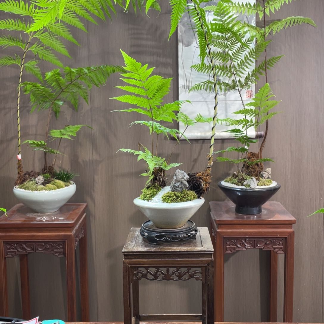 【闪购商品】不开花植物按****子蕨类