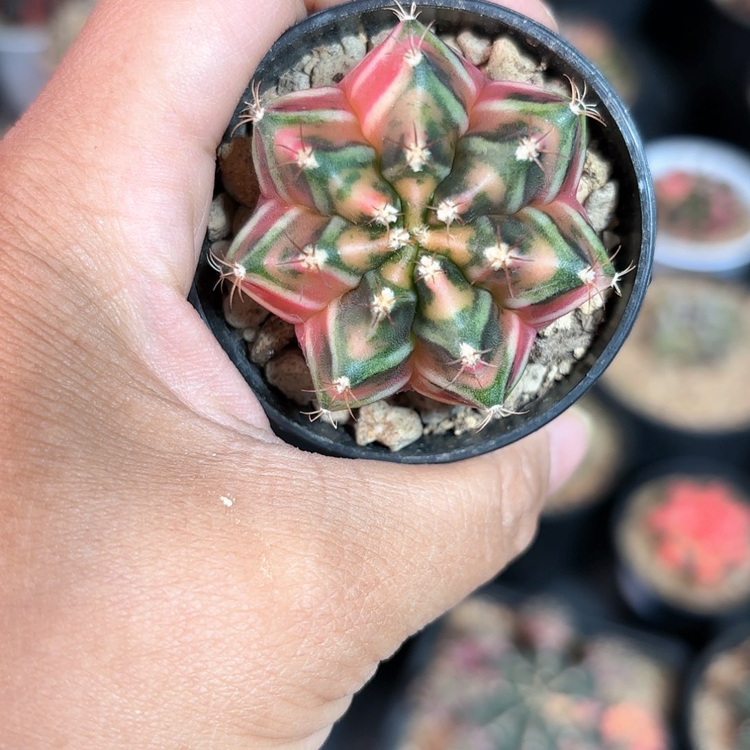 泰系米哈仙人球300