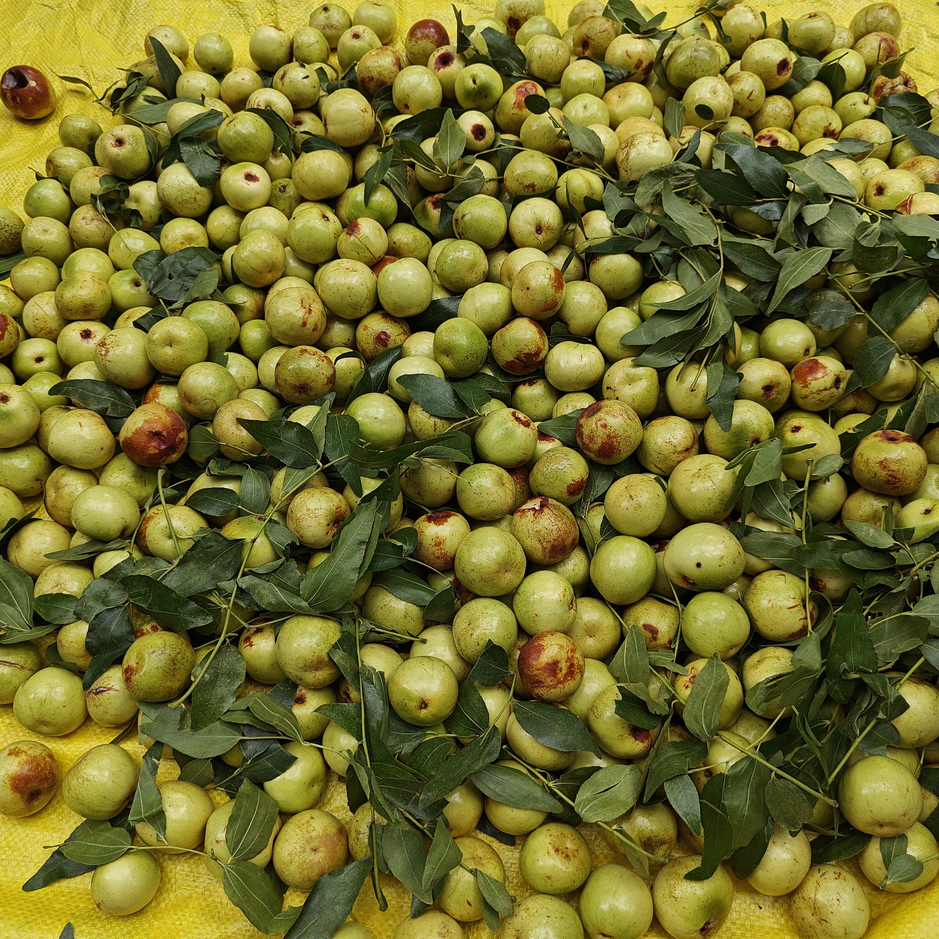 麻阳本地橘子、桃、李、香瓜等水果