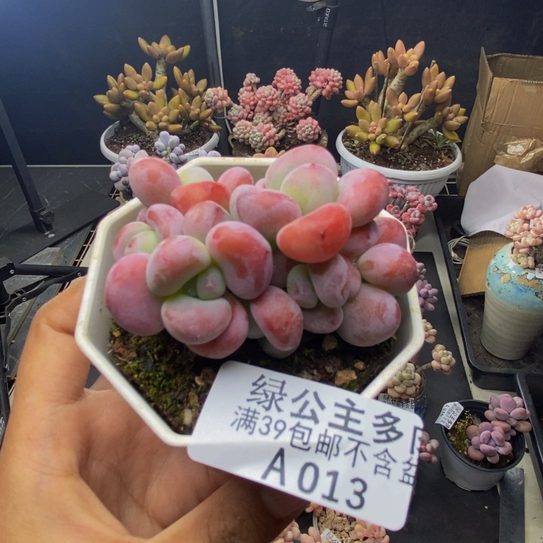 ?****?013珍珠洛神多肉5c m