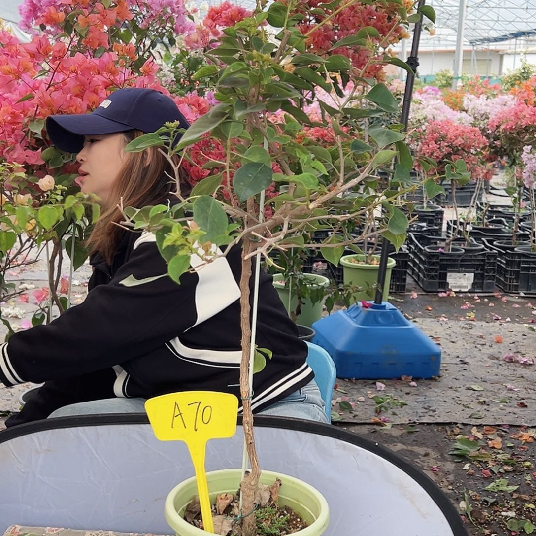 拥***生大部分花苞少量开放A70暗丽