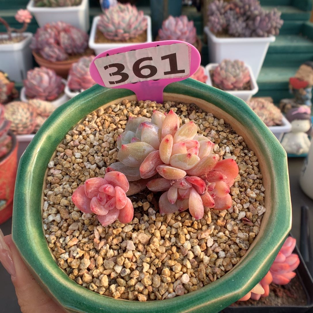 361五头梦露群多肉植物