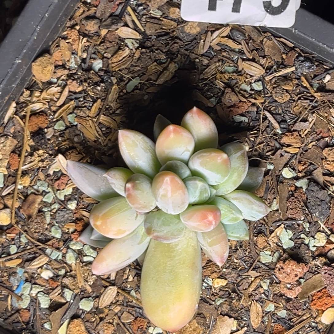 多肉植物七彩三色美人479