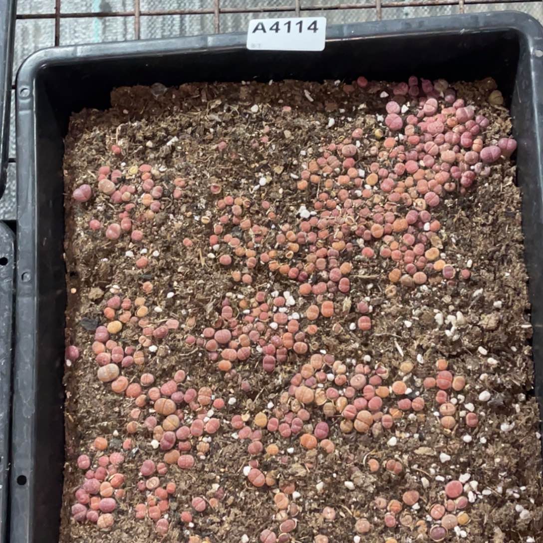 4114橄榄福利筐带土不售后