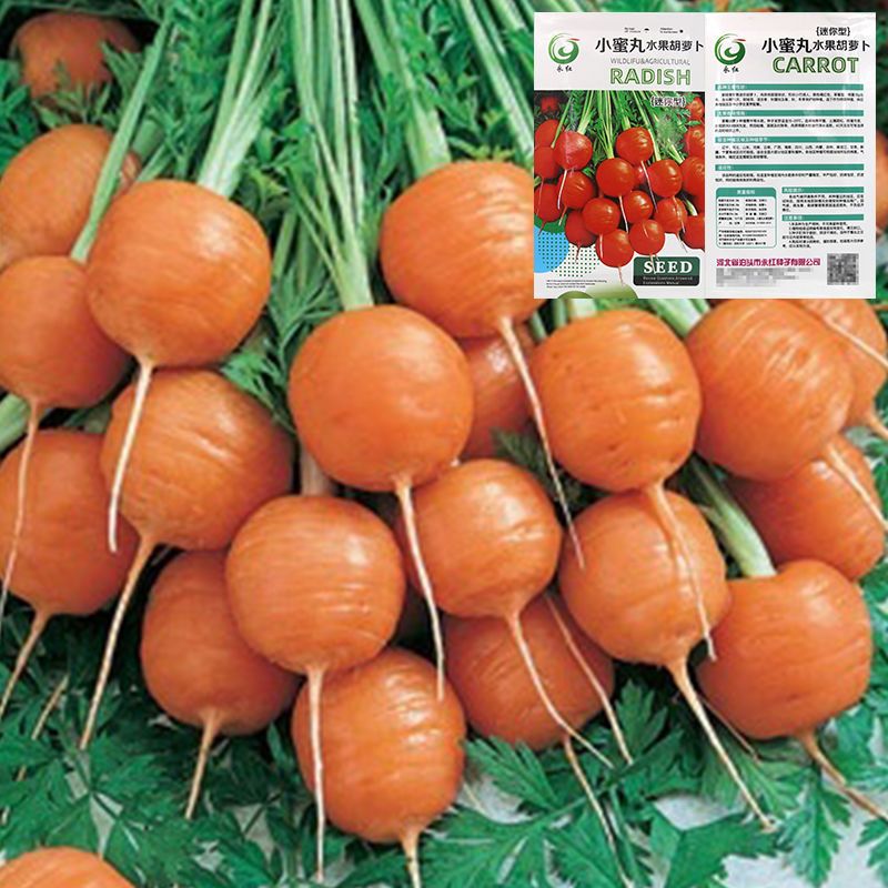 小蜜丸水果胡萝卜种子草莓甜脆四季小菜园胡萝卜籽阳台盆栽