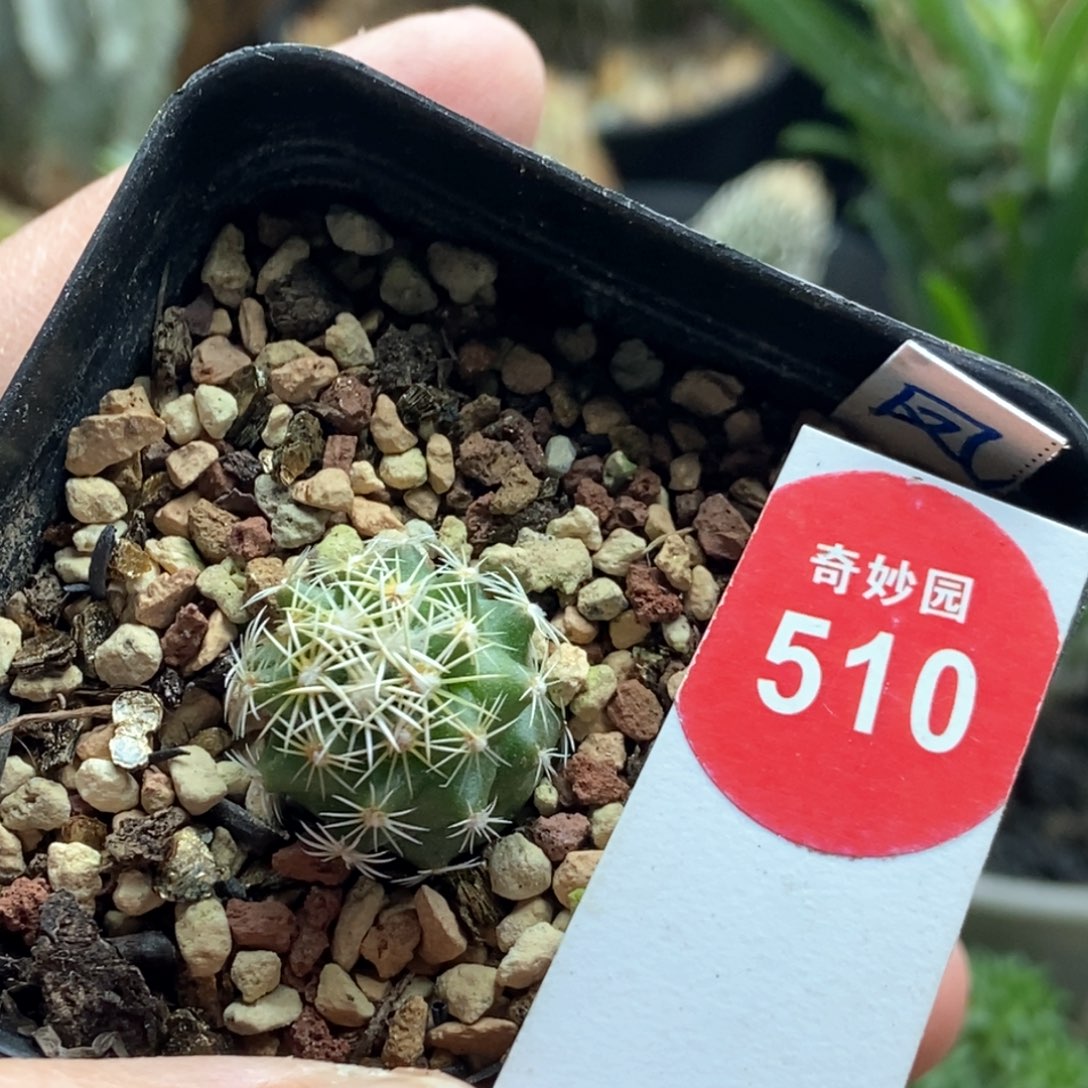 实生顶花凤舞1.7cm