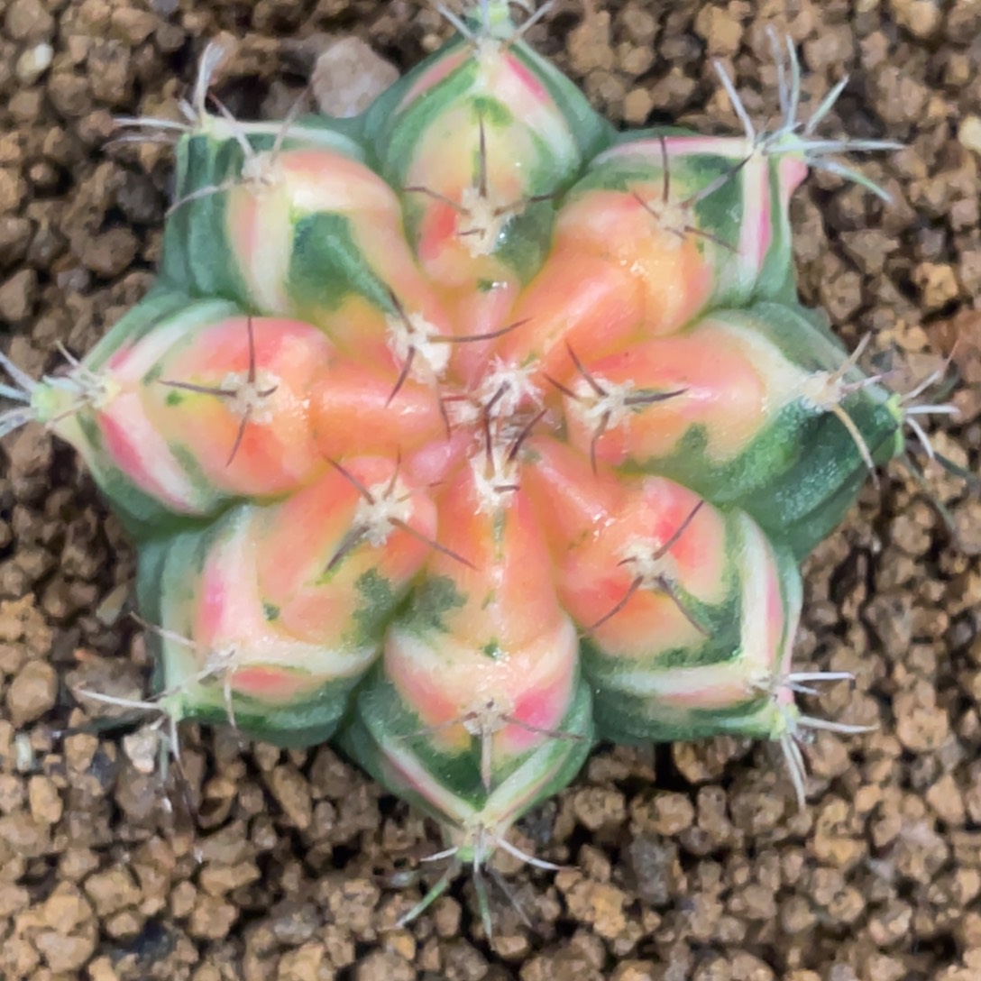 当前无花朵，栽培后可花朵橘黄虎斑