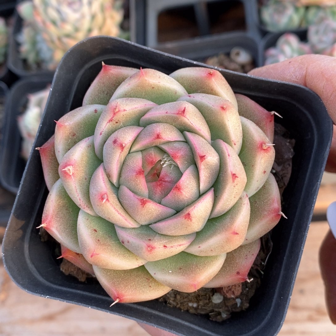 精品多肉一物一拍不包整91