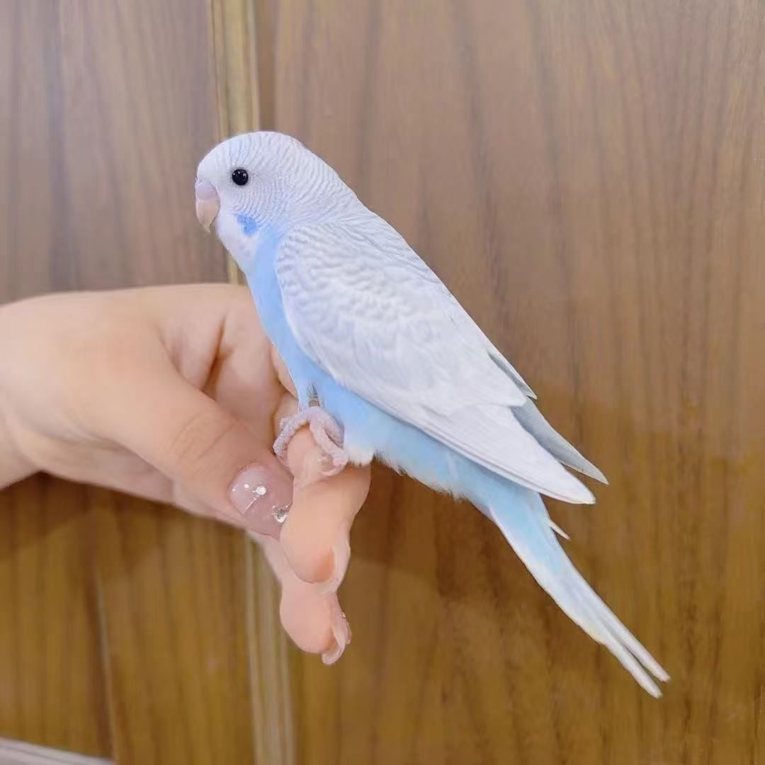 手养特色虎皮云斑鹦鹉活鸟宠物鸟亲人可上手好养活包邮到家