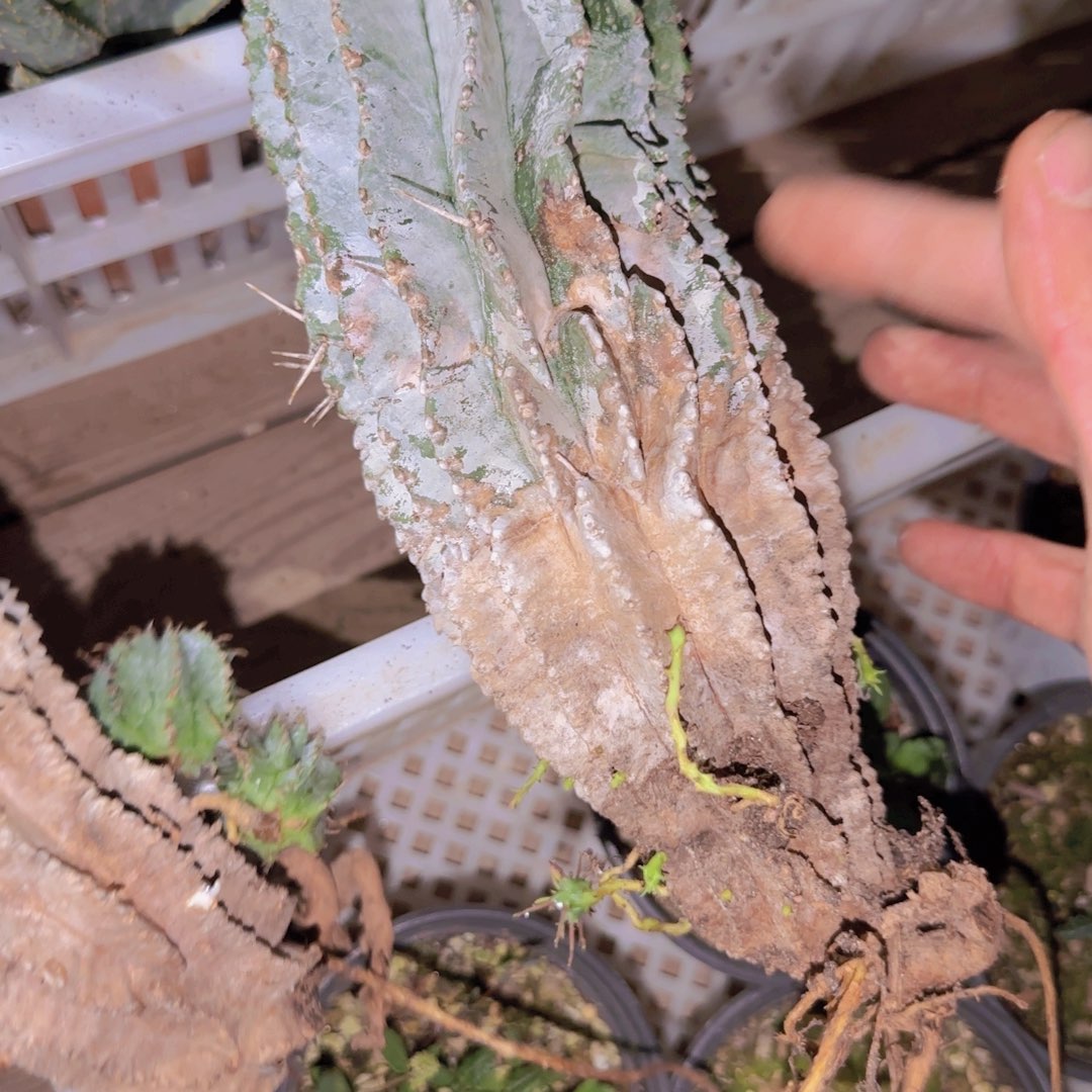 狗***抖块根植物块根植物