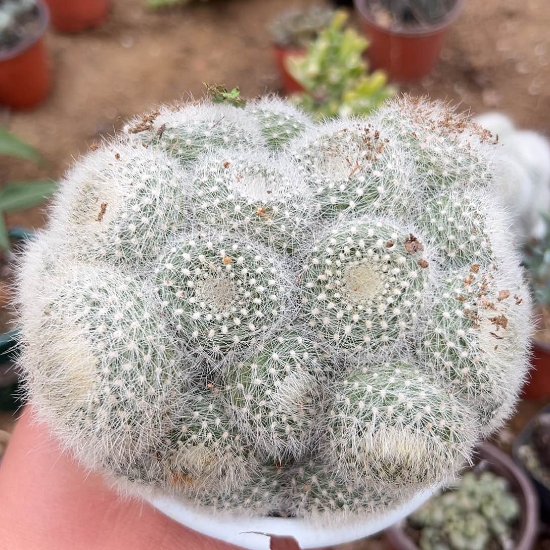 多肉植物白三光群