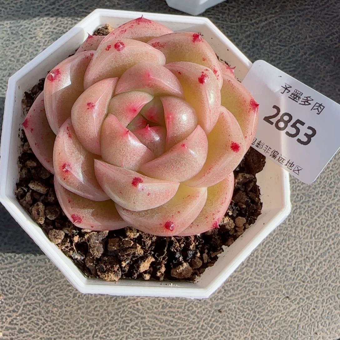 M100 多肉植物，2853