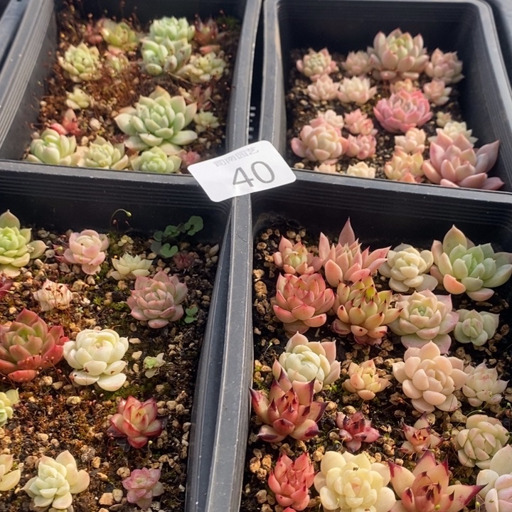 40 多肉植物盆栽花卉