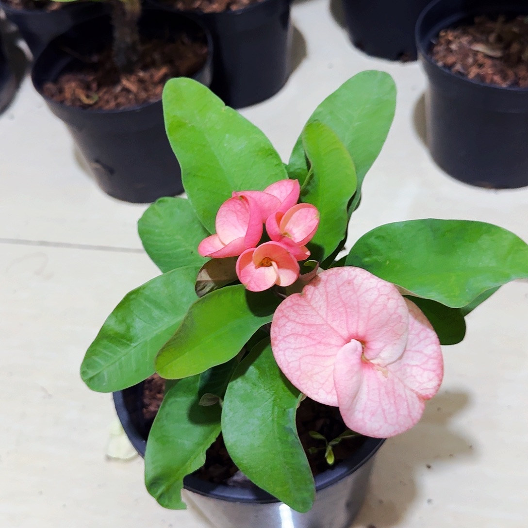 完全开放普吉岛女孩直播间一物一拍