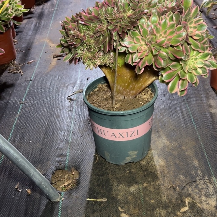 29女神缀多肉多肉