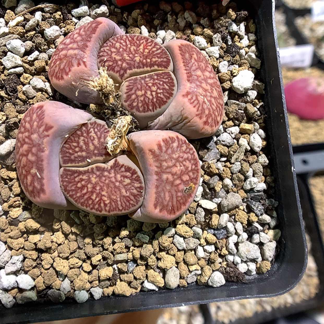 【闪购商品】1-12-41 菊母本一颗特100