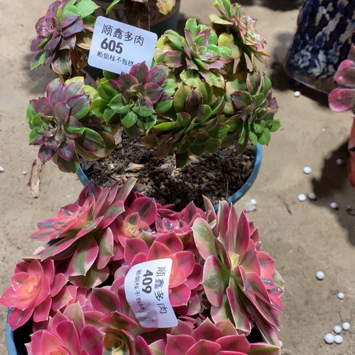 605.409粉女巫粉黛多肉植物