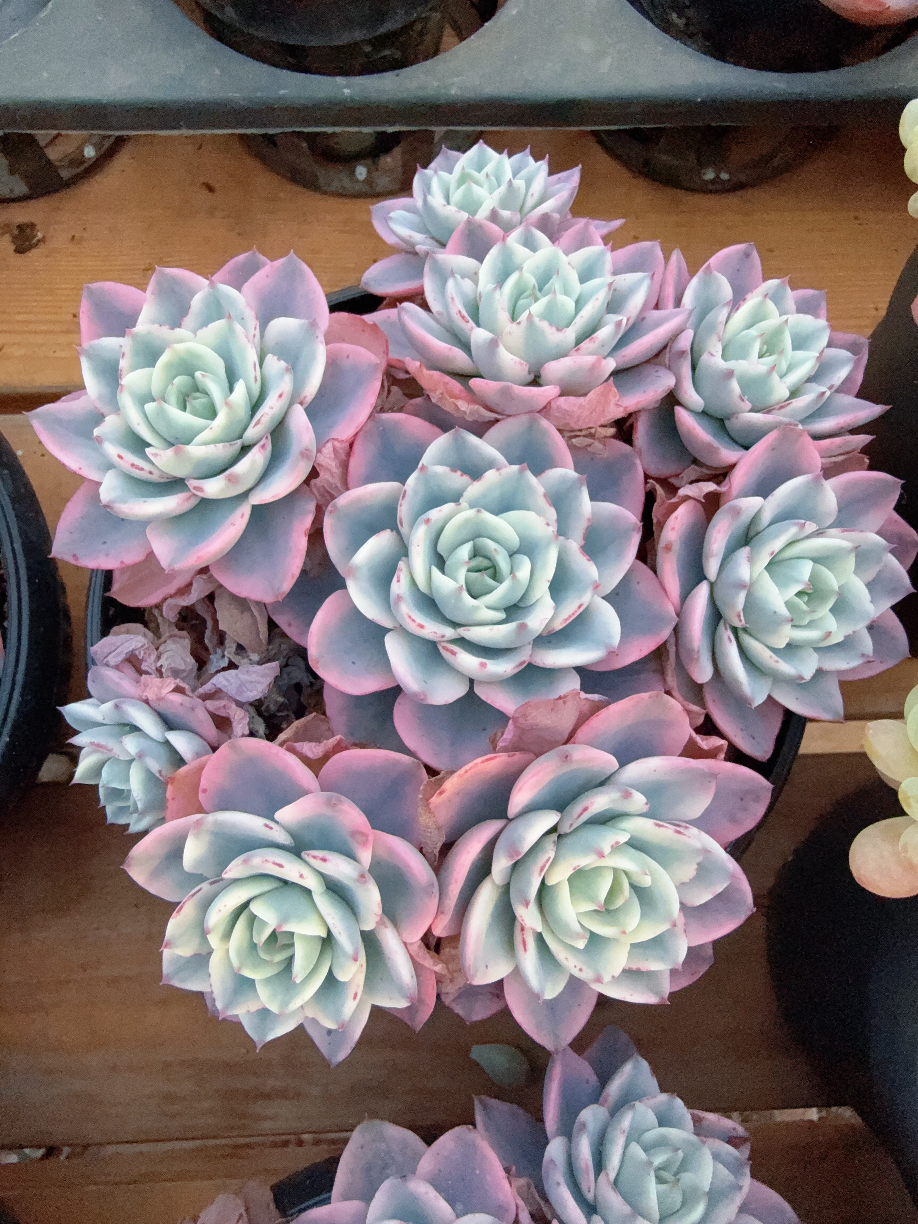 160#大群奶油黄桃锦无砍（13-16cm）脱土